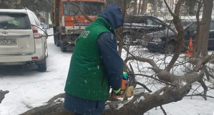 В Баку сильный ветер повалил деревья