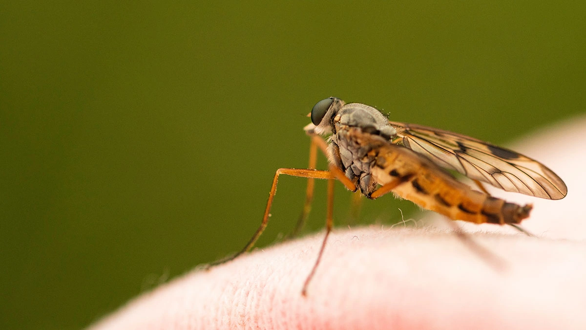 На Бали распространяется лихорадка денге