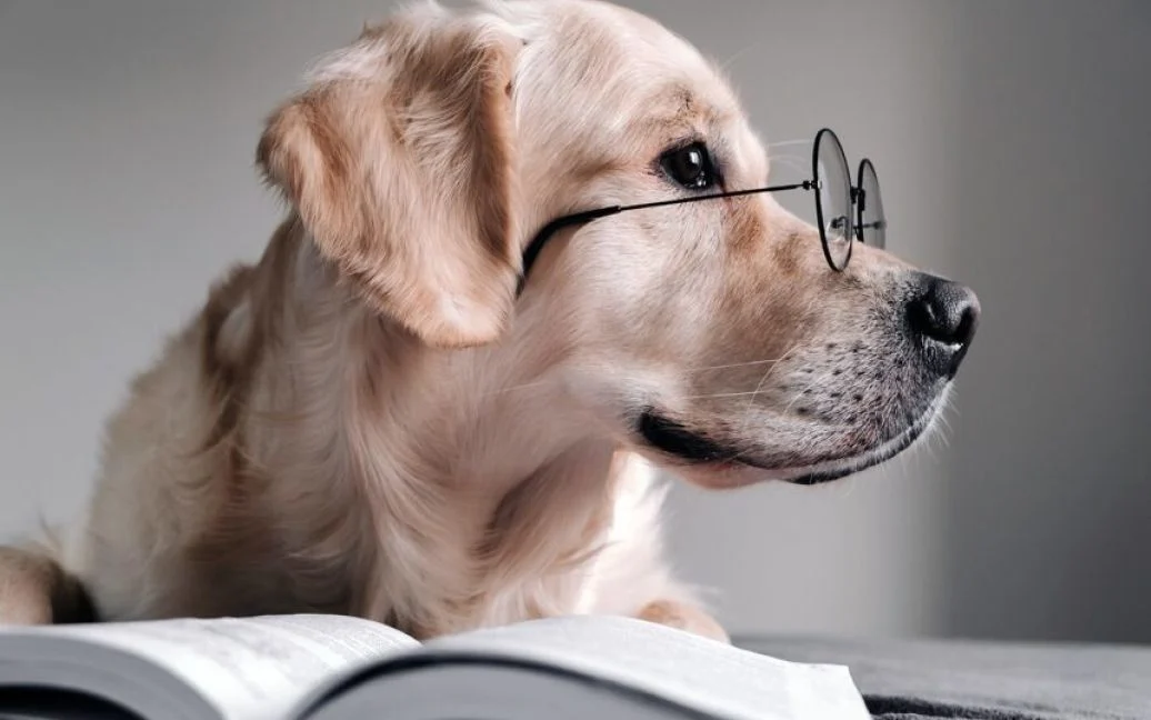 Dünyanın ən ağıllı itləri: ən yüksək intellektə sahib 10 cins