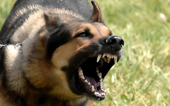 Ağdamda azyaşlını it dişləyib, xəstəxanaya yerləşdirilib