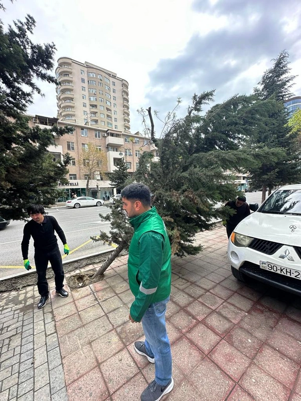 Güclü külək nəticəsində Bakıda 368 ağac sınıb, 55-i zədələnib - FOTO