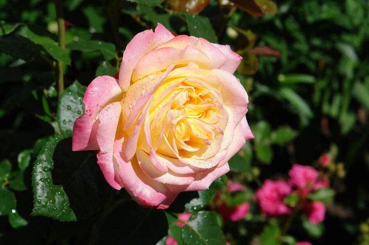 Физики раскрыли секрет формы роз