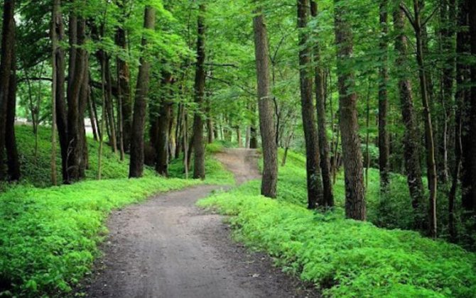 Daşkəsəndə şəhid atası meşədə itkin düşdü - YENİLƏNDİ