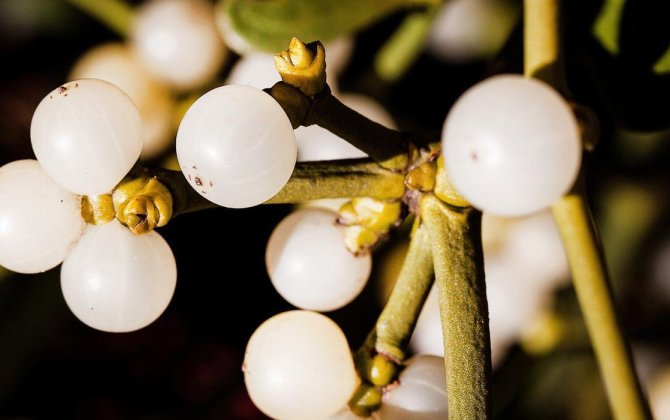 Yatmazdan əvvəl 1 stəkan için: xorultunuz kəsəcək