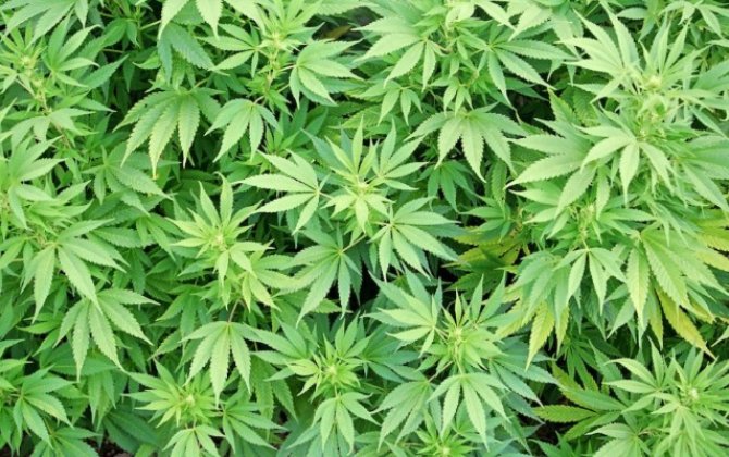 Yabanı halda bitmiş tonlarla çətənə koluxa0məhv edildi