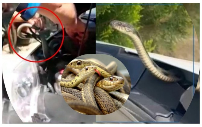 “Avtomobildə ilan qalmışdı, qorxulu və təhlükəli idi, sürücü evakuatorla maşınını yanımıza göndərdi” - ÖZƏL+MARAQLI