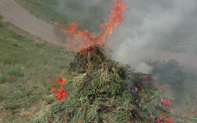 Yardımlıda 1,5 ton xaş-xaş kolu məhv edildi - FOTO