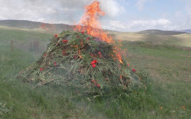 Yardımlıda xaş-xaş kolları məhv edildi