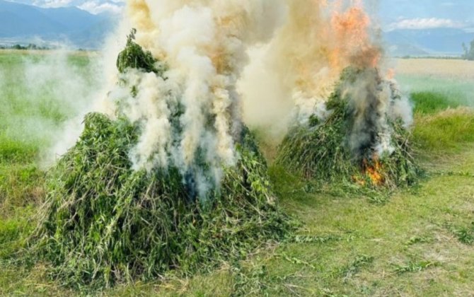 1 tona yaxın çətənə bitkisi məhv edildi