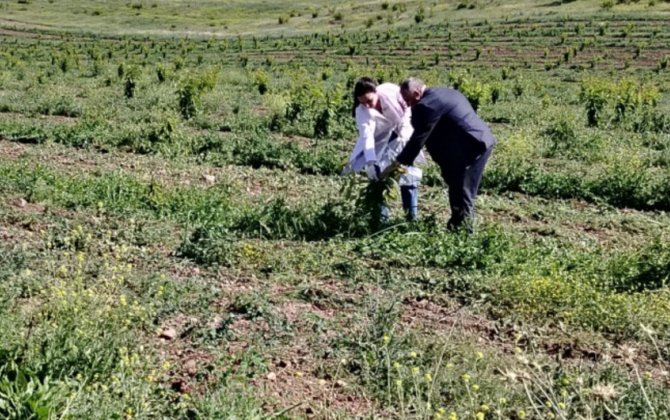 AQTA azad olunan ərazilərdə fitosanitar monitorinqlər keçirdi - FOTO