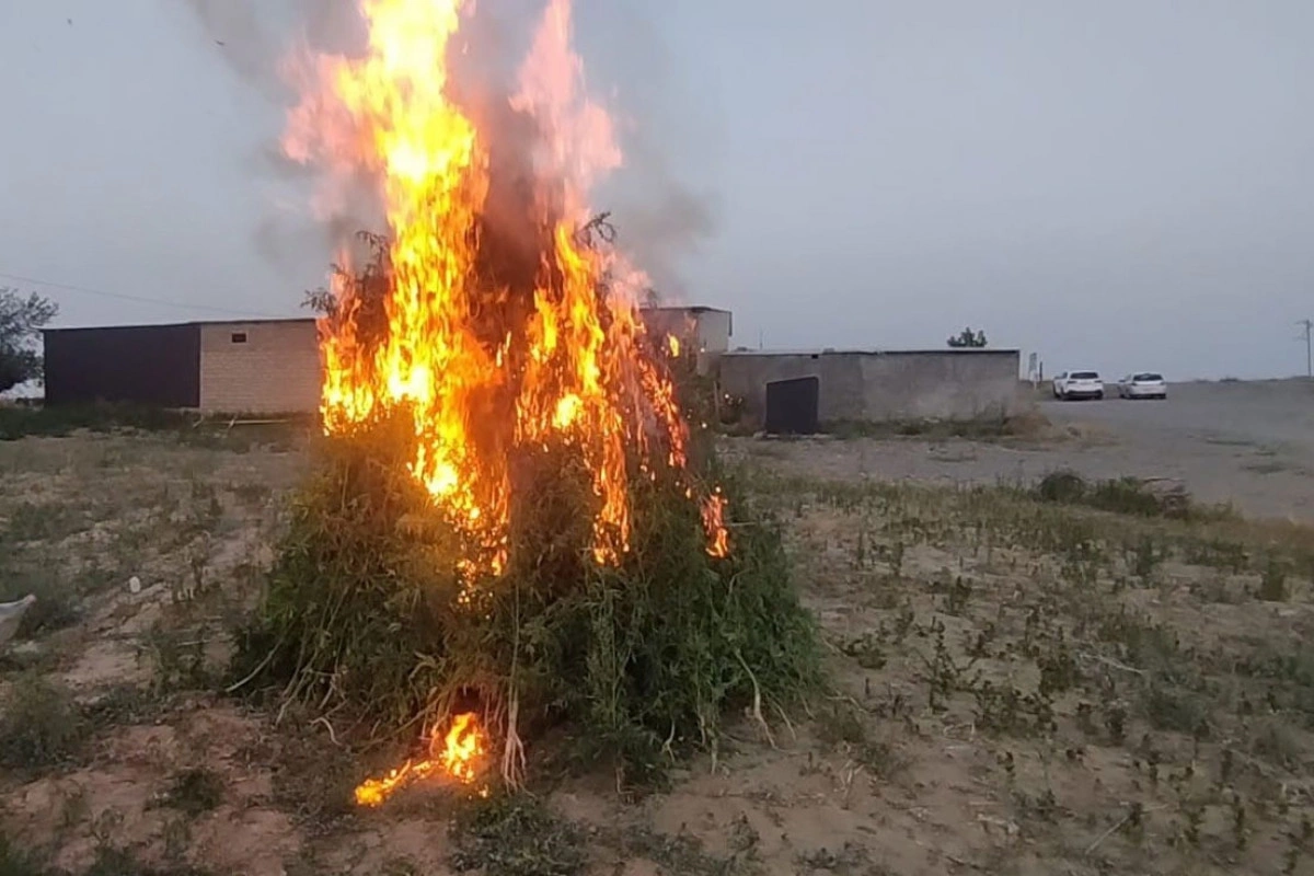 Şəmkirdə 16 tona yaxın çətənə bitkisi məhv edilib