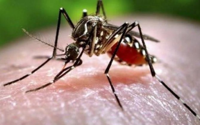 Ağcaqanad dişləmələri ölüm riski daşıyır