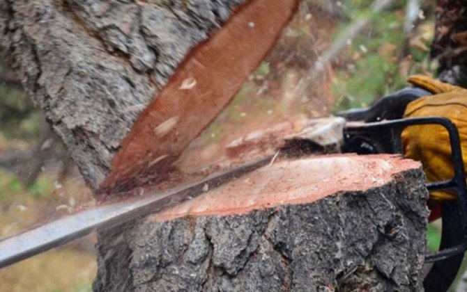 Astarada ağac kəsiminə görə cinayət işi başlanılıb