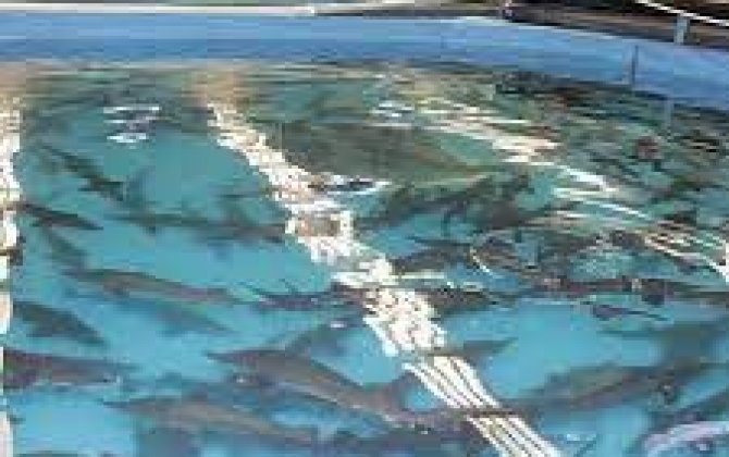 Пять рыбных хозяйств переданы Минсельхозу