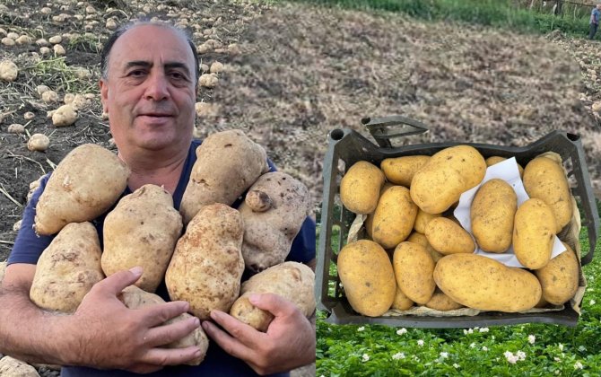 “Bir neçə ilə yaratdığım kartof sortlarını xaricdən alıb, seleksiyalarda istifadə edəcəklər” - yeni kartof sortu yaradan tədqiqatçı - ÖZƏL+FOTO
