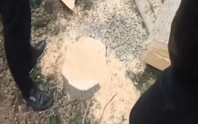 Mingəçevirdə ağacların kəsilməsi faktı araşdırılır - FOTO