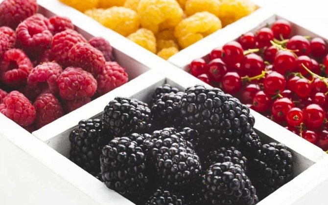 Qan damarlarını gücləndirən giləmeyvələr açıqlandı