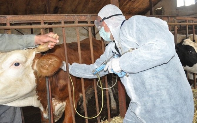 Dabaq xəstəliyi qida məhsulları vasitəsilə insanlara keçə bilər? - Nazirlikdən AÇIQLAMA