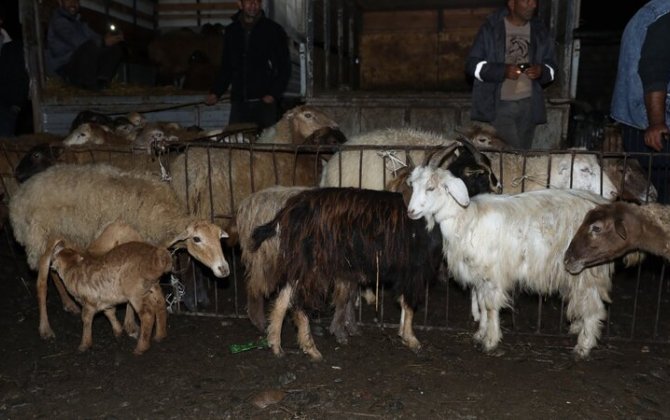 Biləsuvarda heyvan bazarında nöqsanlar aşkarlandı - FOTOLAR