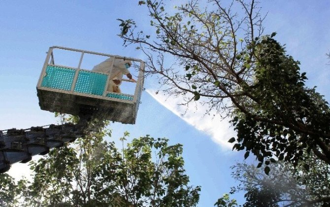 Paytaxtda Ağ Amerika kəpənəklərinə qarşı profilaktika işləri davam edir - FOTOLAR