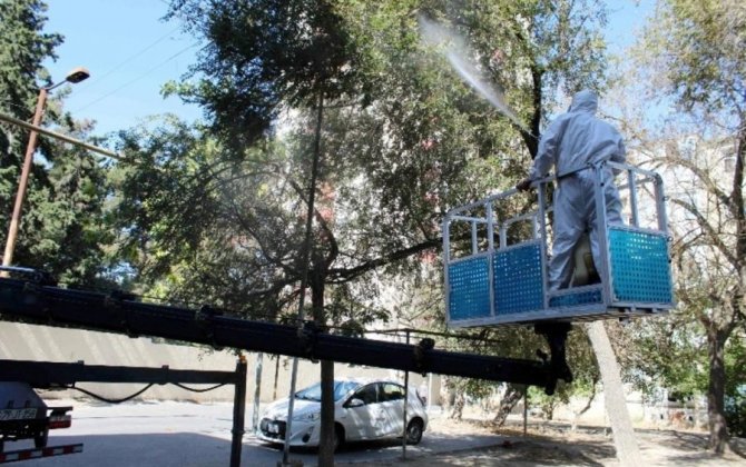 В Баку зафиксировано массовое нашествие гусениц на тутовые деревья