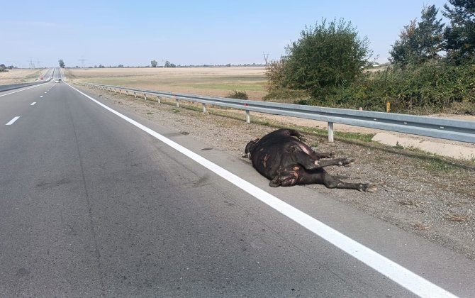Ağstafa avtomobil iribuynuzlu mal-qaranı vurub -  FOTO/VİDEO
