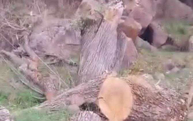 Kəlbəcərdə ağackəsmə faktı ilə bağlı araşdırma başladı - FOTO