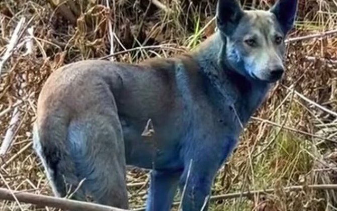 В Чернобыльской зоне обнаружили собак с синей шерстью