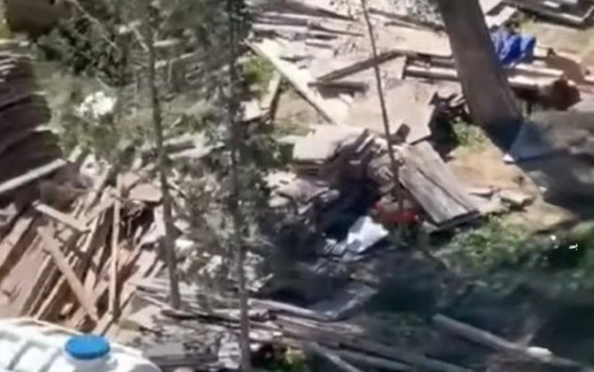 Sumqayıtda ağacları kəsdilər - Polis araşdırmaya başladı