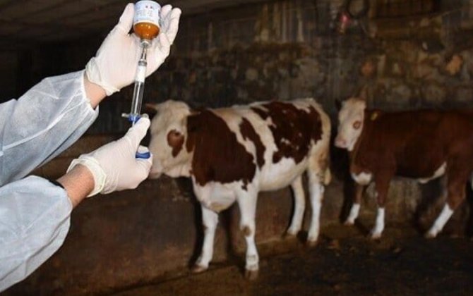 Mal-qara üçün 3,1 milyon manatlıq peyvənd alınacaq