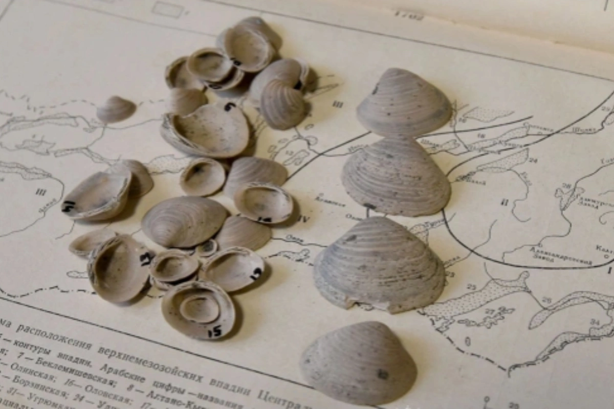 Ученые обнаружили новый вид древних моллюсков