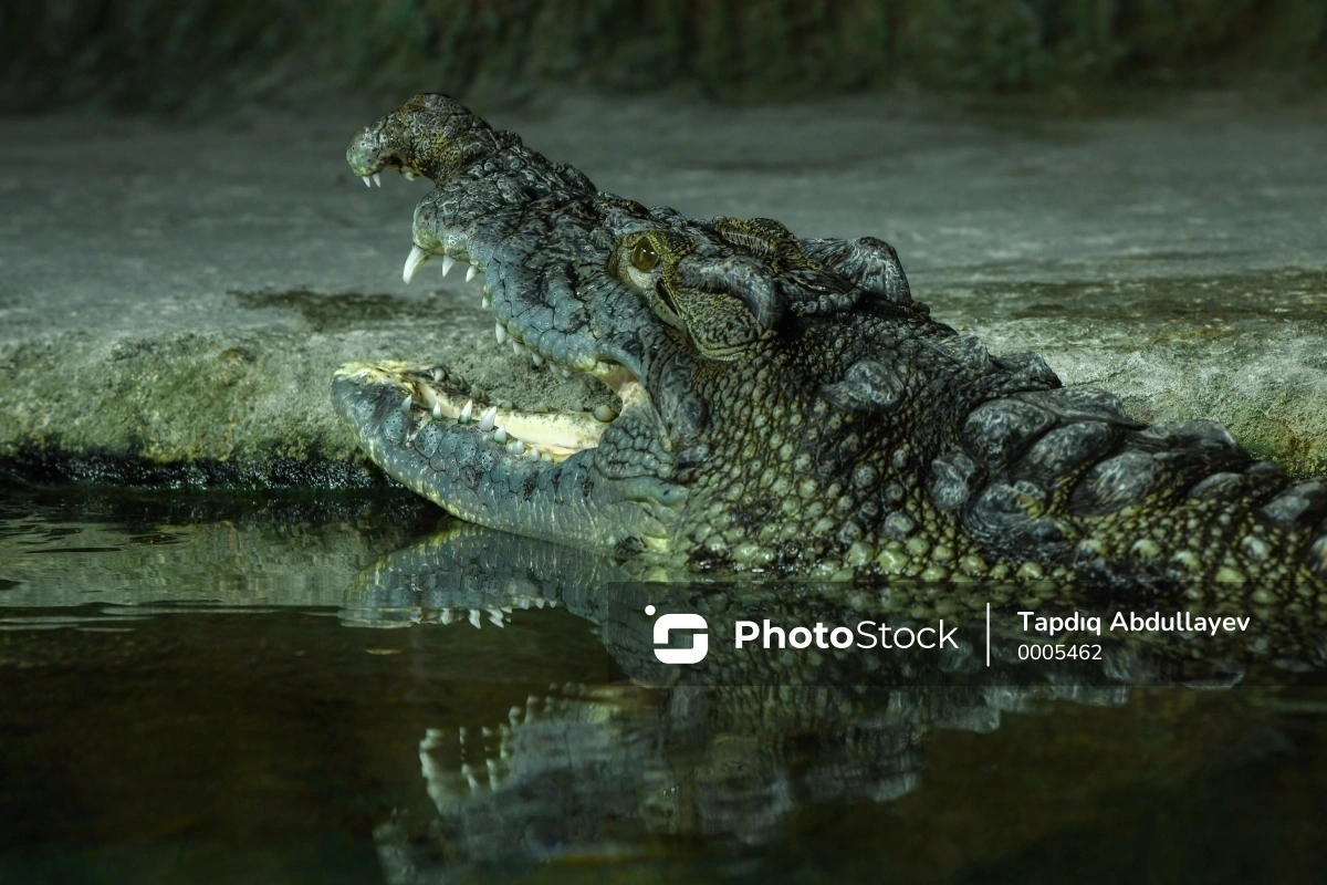 В Индонезии крокодил растерзал мужчину