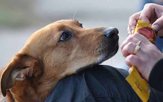 В Баку избили женщину за кормление бездомной собаки