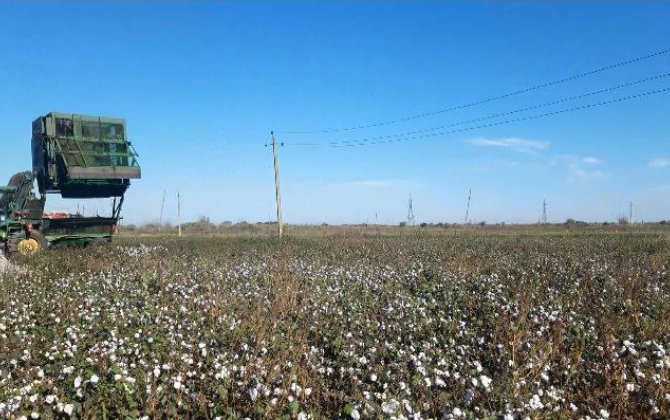 Biləsuvarda pambıq sahəsində yanğın baş verib - FOTO