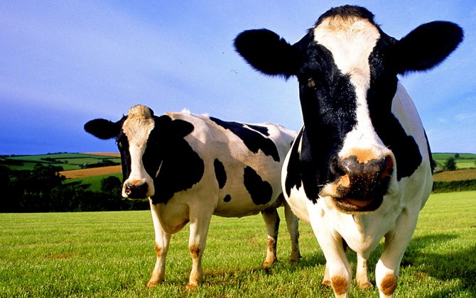 Стадо коров убило пожилую британку с собакой