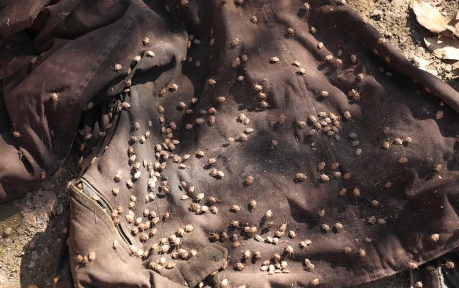 Rayonlarda qəhvəyi mərmər bağacığı ilə mübarizə davam edir - FOTOLAR