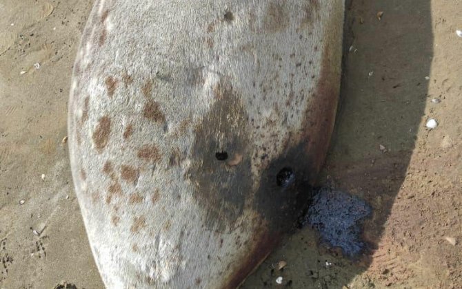 Xəzər sahilində ölü suitilər aşkarlandı