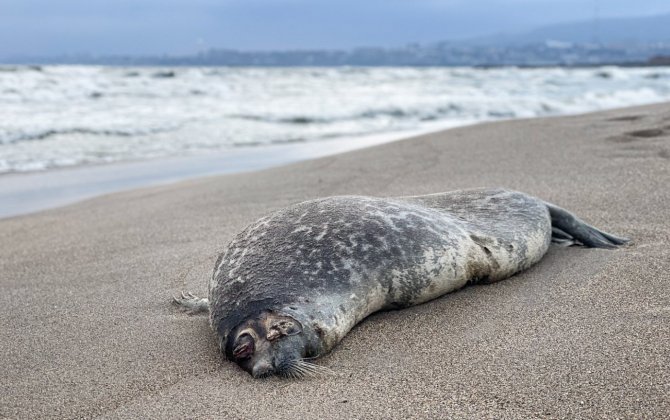 На Каспии тюлени погибли из-за рыболовных сетей