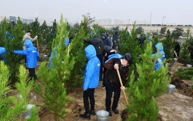 Paytaxtda Şanlı Zəfərin 5-ci ildönümünə həsr edilən ağacəkmə aksiyası keçirilib - FOTO