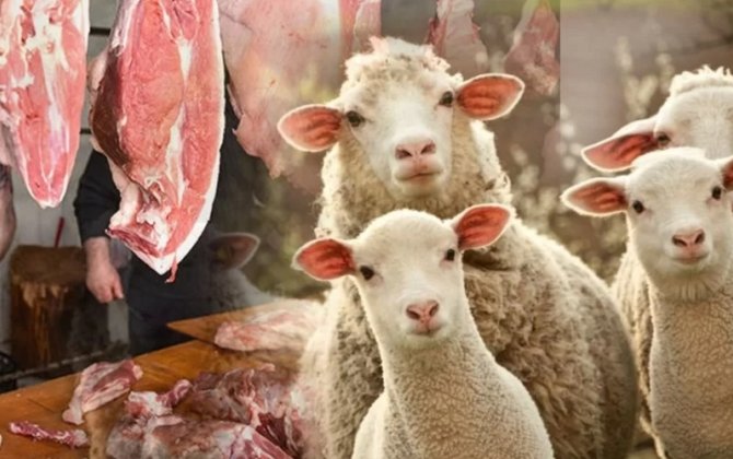 Monqolustandan gətirilən qoyun əti HARAMDIR? - AÇIQLANDI
