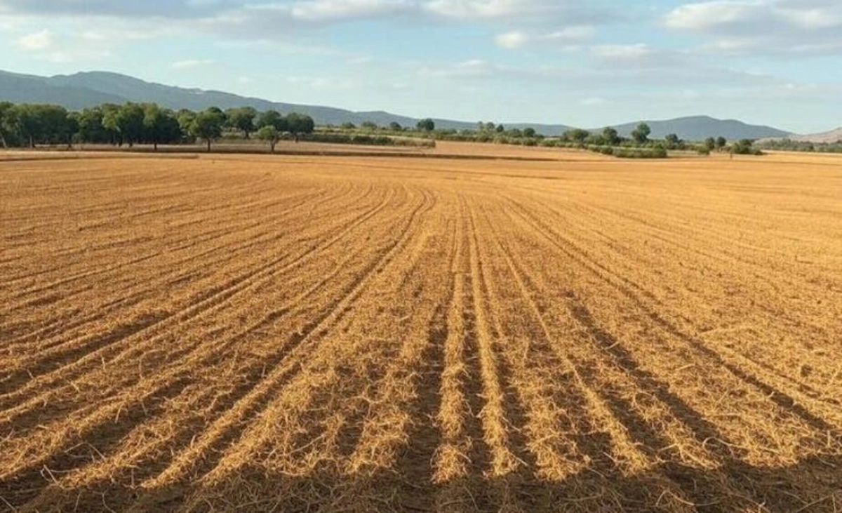 Dekabrın 10-da torpaq müsabiqə və hərracları keçiriləcək