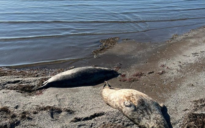 Xəzər sahilində daha 71 ölü suiti aşkarlandı - FOTO