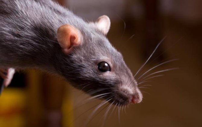В Танзании задействуют крыс в спасательных миссиях