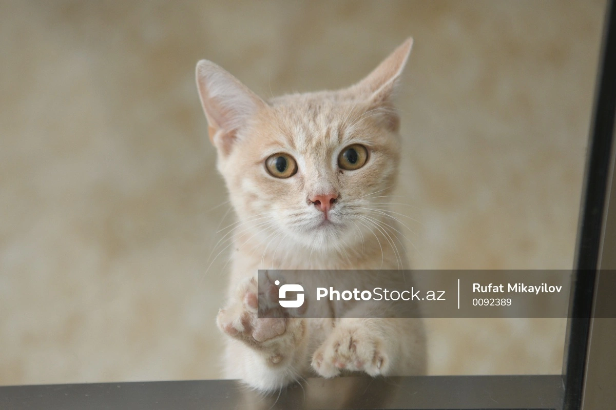 Сотни кошек утонули во время обряда 