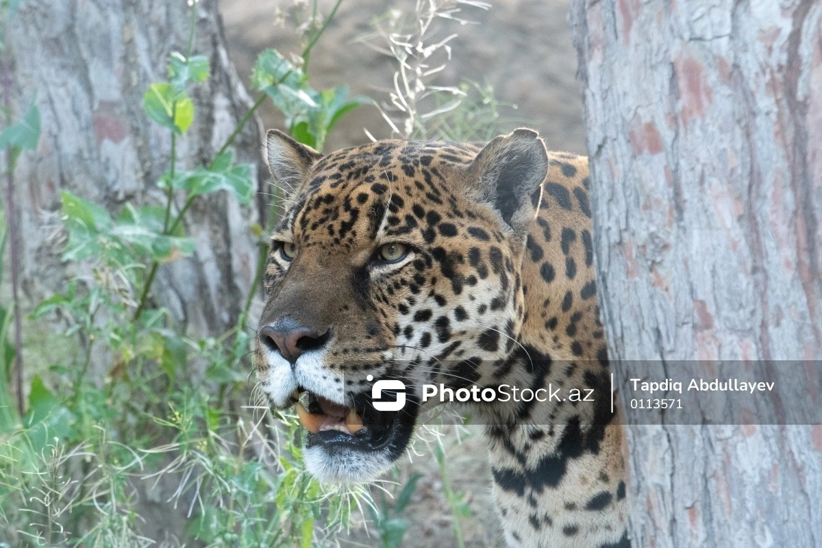 Собака спасла подростка от леопарда: парень отделался легкими травмами