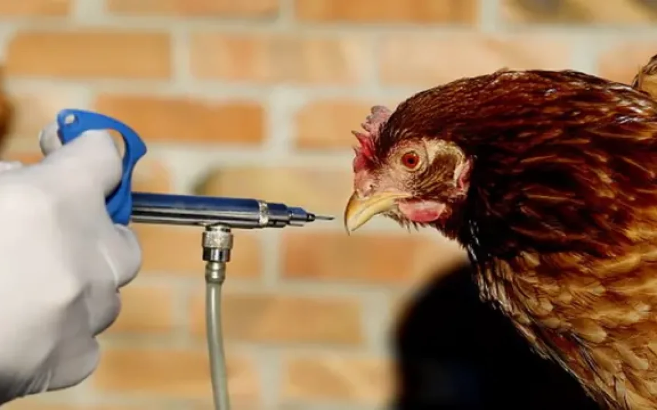 Quş qripi xəstəliyinə qarşı növbəti epizootoloji monitorinq keçiriləcək