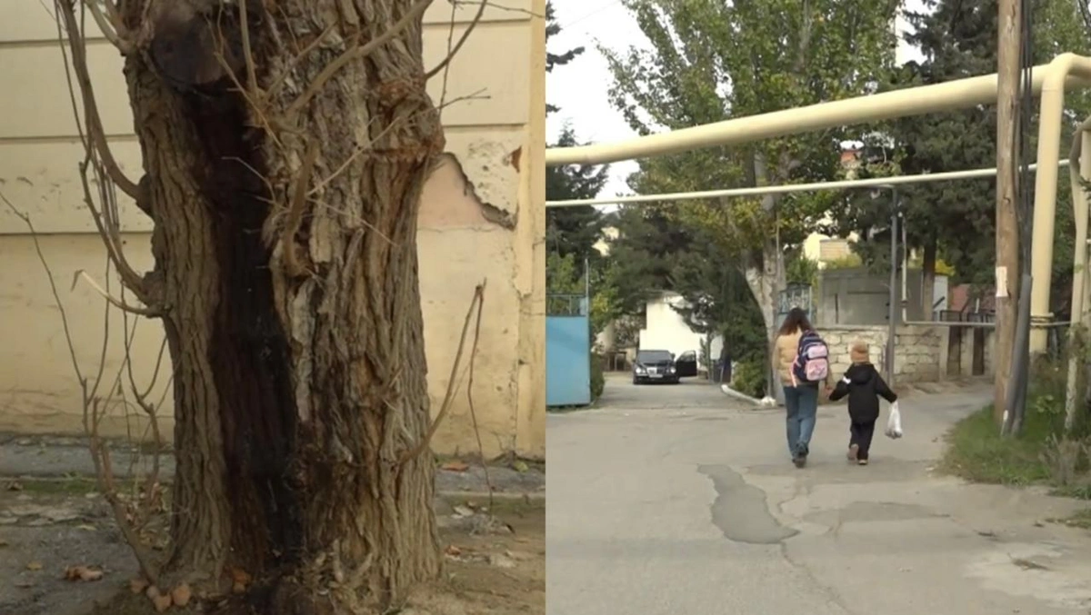 6-cı mikrorayon sakinlərini bezdirən PROBLEM - VİDEO