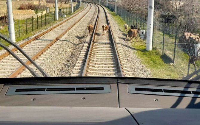 Qatarlar heyvanlarla 48 dəfə toqquşub