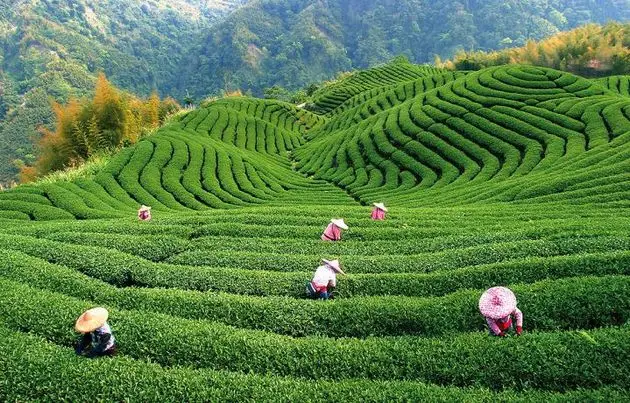 Azərbaycanda çay istehsalı 7%-dən çox azalıb