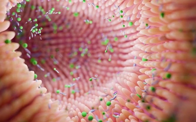 Bağırsaqlarınızdakı faydalı bakteriyaları necə qoruya bilərsiniz?